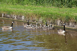 Canada_Geese_Shropshire_Union_Canal-009.jpg