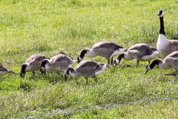 Canada_Geese_Shropshire_Union_Canal-018.jpg