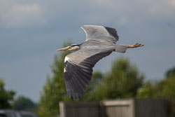 Heron-145.jpg