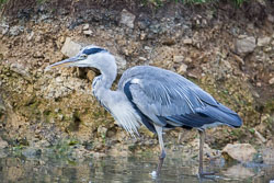 Heron-199.jpg