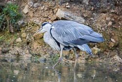 Heron-200.jpg