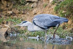 Heron-202.jpg