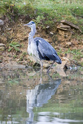Heron-205.jpg