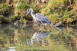 Heron-209.jpg