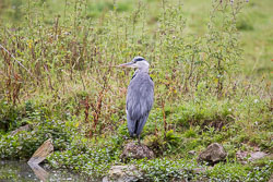 Heron-225.jpg