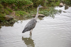 Heron-231.jpg