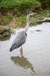 Heron-232.jpg