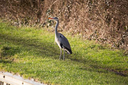 Heron-252.jpg