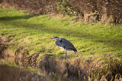 Heron-266.jpg