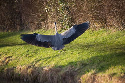Heron-280.jpg