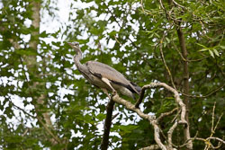 Heron-294.jpg