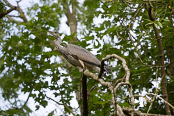 Heron-295.jpg
