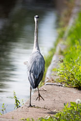 Heron-337.jpg