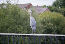 Heron-355.jpg