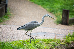 Heron-372.jpg