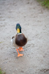 Mallard_Duck-007.jpg