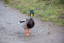 Mallard_Duck-008.jpg
