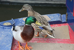 Mallard_Duck-018.jpg