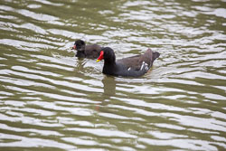 Moorhen-104.jpg