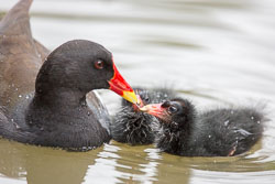 Moorhen-121.jpg