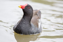 Moorhen-124.jpg
