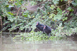 Moorhen-130.jpg
