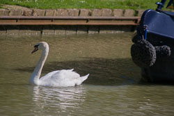 Oxford_Canal_South-028.jpg