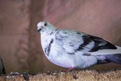 Pigeon-109.jpg