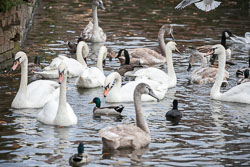 River_Avon_Swans-005.jpg