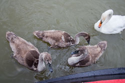 Swan_-_Cygnet-127.jpg