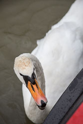 Swan_-_Cygnet-130.jpg