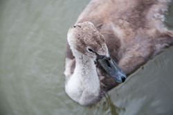 Swan_-_Cygnet-135.jpg