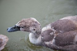 Swan_-_Cygnet-139.jpg