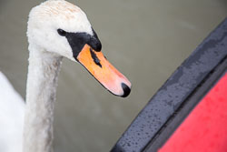 Swan_-_Cygnet-141.jpg