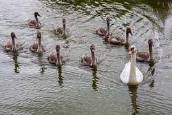 Swan_-_Cygnet-203.jpg