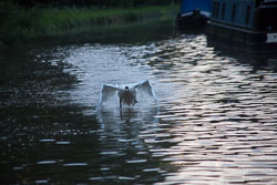 Swan_Shropshire_Union_Canal-032.jpg