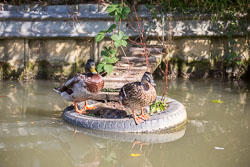 Tyred_Mallards-001.jpg