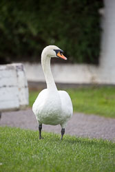 Trent_-_Mersey_Canal-3094.jpg