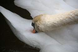 Swan_Aqueduct_Marina_Middlewich_Branch_Shropshire_Union_Canal-002.jpg