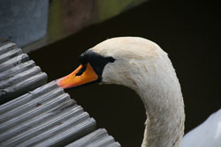 Swan_Aqueduct_Marina_Middlewich_Branch_Shropshire_Union_Canal-003.jpg