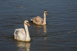 Oxford_Canal_South-080.jpg