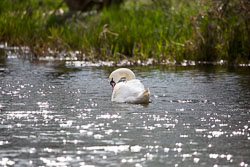 Pocklington_Canal-006.jpg