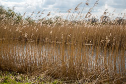 Pocklington_Canal-021.jpg
