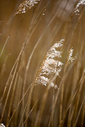 Pocklington_Canal-022.jpg