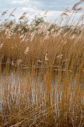 Pocklington_Canal-023.jpg