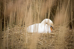 Pocklington_Canal-029.jpg