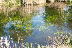 Pocklington_Canal-080.jpg