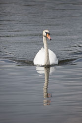 River_Trent,_Gunthorpe_Lock-003.jpg