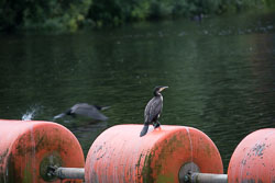 River_Trent,_Gunthorpe_Lock-016.jpg