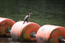 River_Trent,_Gunthorpe_Lock-025.jpg